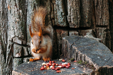 cute ginger grey red squirrel eat nut in a park on a stump a tree in a public street.
