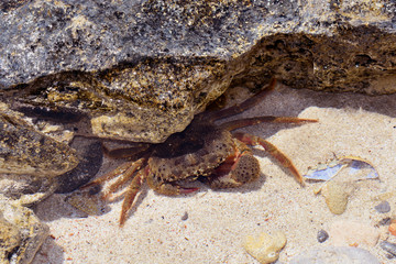 Wall Mural - marine cancer hidden between the rocks.