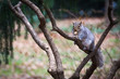 New York squirrel eating a nut on a tree in a park, typical animal for new york city