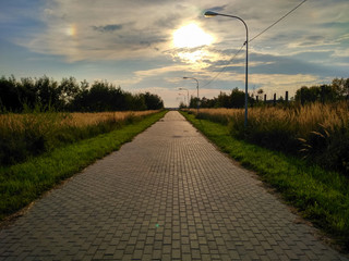 Wall Mural - The path in the backlight in the evening