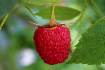 Canvas Print - Raspberries grow in close-up