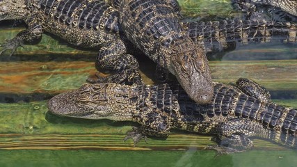 Wall Mural - Alligators breeding farm. American Alligator - Alligator mississippiensis. Alligators farm lots of aligators angry background. Crocodiles are basking in the sun on a crocodile farm.