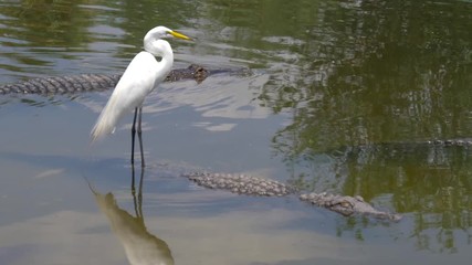 Wall Mural - American alligators lie in the swamp, next to the herons. Alligator Swimming. Alligator is a large crocodile in the water. Alligator floats just above the water.