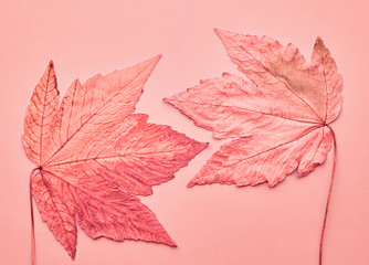 autumn arrives. minimal. maple leaf couple on vanilla pastel background. fall fashion. design art co