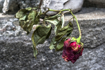 natural flowers on a catholic tomb in Brazil