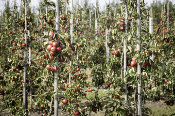 Red apples on the branches