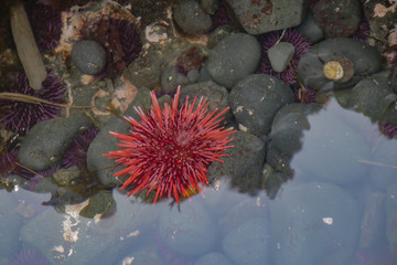 Wall Mural - Red and purple Sea Urchins in a tide pool