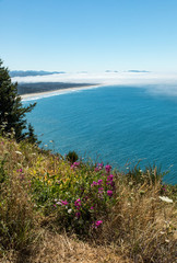 Wall Mural - Vertical image, Flowers and fog over an Oregon beach 
