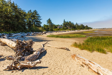 Wall Mural - Driftwood on a beach in Oregon