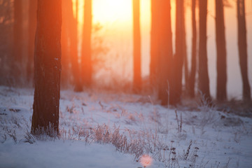 Poster - Sunrise in winter forest