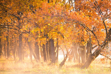 Wall Mural - autumn background. fall nature.