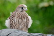 Portrait of a common kestrel (falco tinnunculus) fledgling