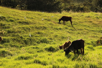 Wall Mural - Cattle