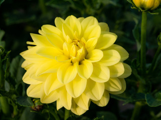 Beautiful colorful blossom of a dahlias on a sunny day