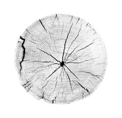 Wall Mural - large piece of round wood with annual rings on a white background. black white and gray toned tree t