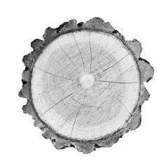 Wall Mural - large piece of round wood with annual rings on a white background. black white and gray toned tree t