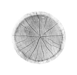 Wall Mural - large piece of round wood with annual rings on a white background. black white and gray toned tree t
