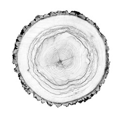 Wall Mural - large piece of round wood with annual rings on a white background. black white and gray toned tree t