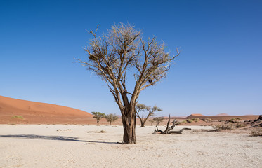 Dead Vlei Tree