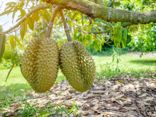 Fresh Asian Durian On Tree. The King Of Fruits.