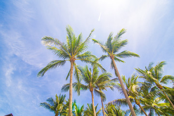 Coconut palm tree with blue sky sunshine day