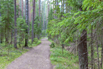 Fototapeta trawa ścieżka las