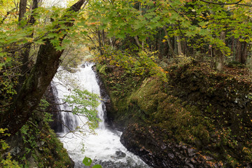 Wall Mural - oirase mountain stream in towada