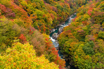 Poster - Kinugawa in autumn season