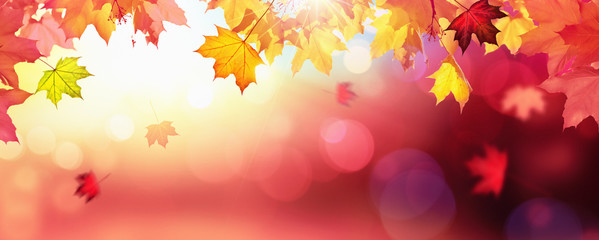 Falling Autumn Maple Leaves Natural Colorful Background