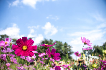 Wall Mural - Cosmos flowers blooming in the garden.Pink and red cosmos flowers garden, soft focus and look in blue color tone.Cosmos flowers blooming in Field.