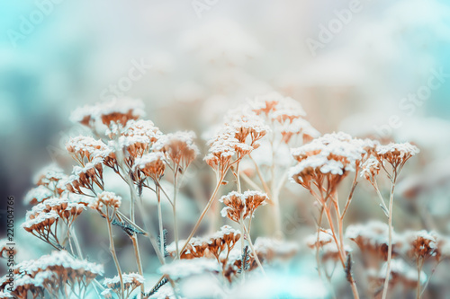 White tiny flowers blossom. Beautiful nature pastel background - Buy this  stock photo and explore similar images at Adobe Stock | Adobe Stock