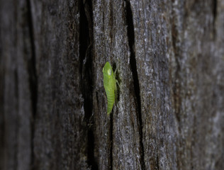 Froghopper nymph on tree trunk