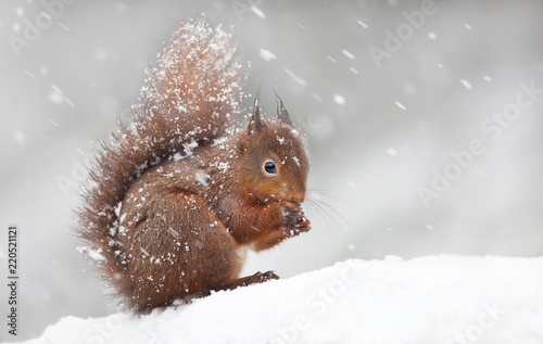 Fotomural Cute red squirrel sitting in the snow covered with snowflakes