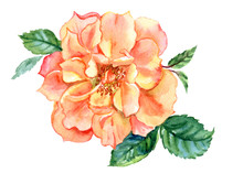 Orange Rose, Watercolor Drawing On White Background, Isolated With Clipping Path.