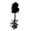 © majivecka - Vector silhouette of the tree on white background.