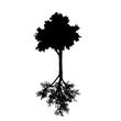 © majivecka - Vector silhouette of the tree on white background.