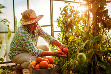 Senior Woman Farmer Gathering Crop Of Tomatoes At Greenhouse On Farm. Farming, Gardening Concept