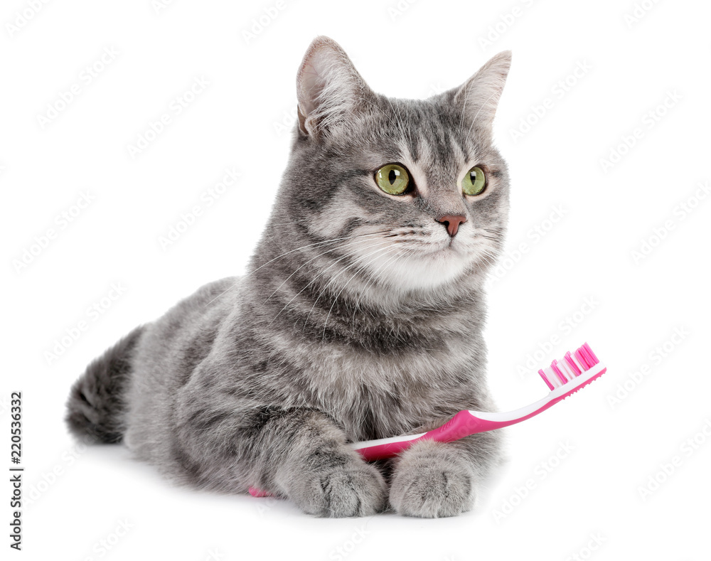 Beautiful gray tabby cat with toothbrush on white background - obrazy, fototapety, plakaty 