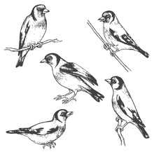 Hand Drawn Goldfinch  Bird Sketch