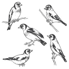Wall Mural - Hand Drawn Goldfinch  Bird Sketch
