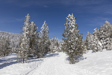 Wall Mural - Winter hiking trail in Langis leads through a fresh snowy landscape in Switzerland