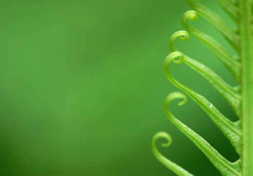 Exotic green tropical ferns with shallow depth of field (dof).