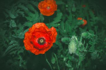 Wall Mural - Poppy flower red summer flowerbed close up