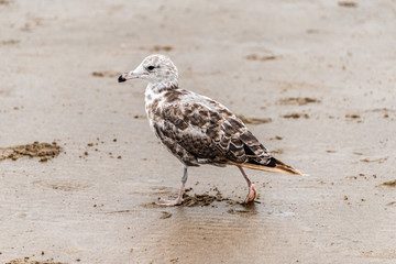 Wall Mural - Seagull on Beach