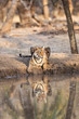 Bengal Tiger overlooks a watering hole