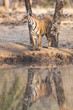 Bengal Tiger stands above his reflection at a water hole