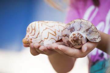 seashell girl hands beach