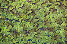 Natural Green Azolla Background