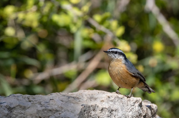 Wall Mural - Red-breasted nuthatch on rock near Capulin Spring, in Sandia Mountains, New Mexico