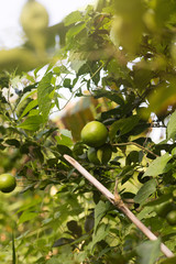 Wall Mural - Lime citrus fruits growing on a tree in summer garden